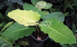 Philodendron-Moonlight-x-seratum-No.1