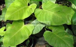 Philodendron-Moonlight-x-seratum-No.2