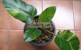 Philodendron-Moonlight-x-serratum-No.3