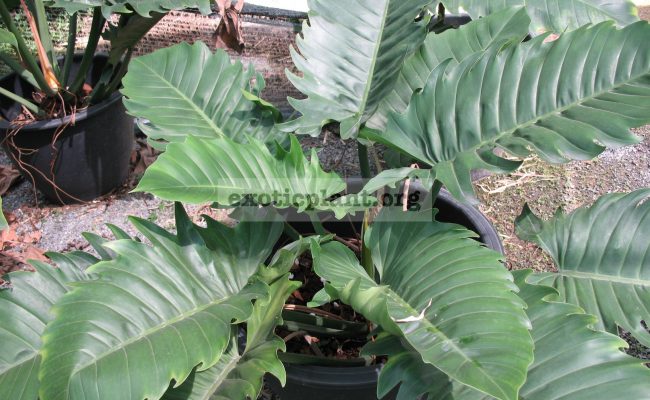 Philodendron-Pin-Amphan