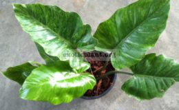 Philodendron-Pin-Amphan-Mosaic-120
