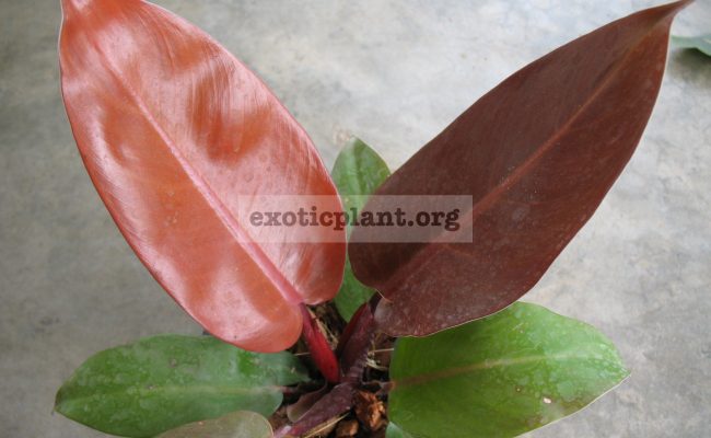 Philodendron-Siam-Red