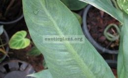 Philodendron-Silver-Leaf-20