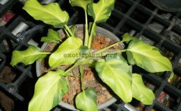 Philodendron-Xanadu-variegated