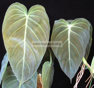 plant pothos Hanging Pothos