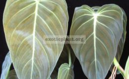 Philodendron-andreanum-сверху-longifolia-снизу-