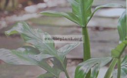 Philodendron-applanatum