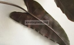 Philodendron-billetiae-black-petiole-30-45