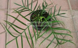 Philodendron-elegans-big-size-