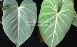 Philodendron-gloriosum-No.2-слева-обычный-глориозум-справа-№2