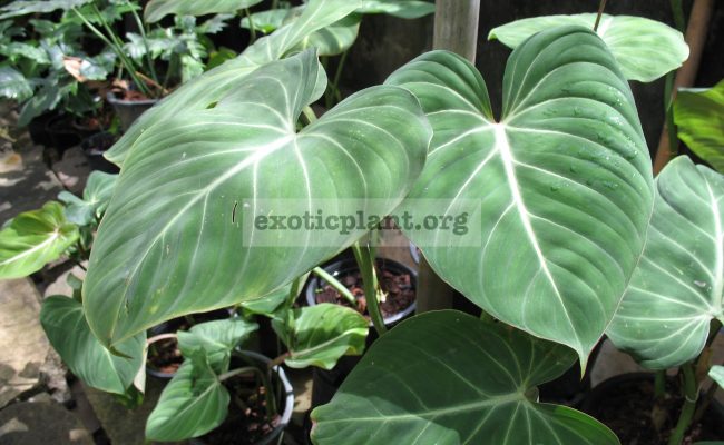 Philodendron-gloriosum-пример-взрослого-растения