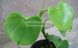 Philodendron-grazielae