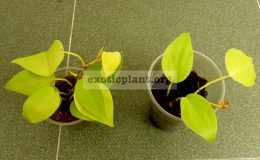 Philodendron-hederaceum-500-350-