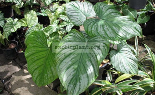 Philodendron-mamei