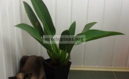 Philodendron-martianum-P.-cannifolium-big-size-40