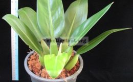 Philodendron-martianum-short-petiole-клон-с-укороченными-черешками-2200