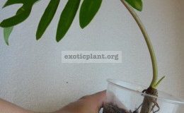 Philodendron-mayoi-20