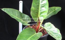Philodendron-melinonii-Mosaic-2400-1-1