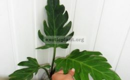 Philodendron-pinnatifidum-24