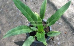 Philodendron-pinnatifidum-Splash-1500