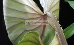 Philodendron-plowmanii-No.2-1800-