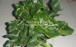 Philodendron-selloum-Dwarf