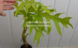 Philodendron-selloum-Gold-Satin-Philodendron-Warszewiczii-var-flavum-2000