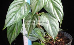 Philodendron-sodiroi-