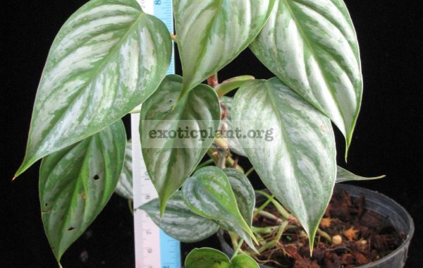 Philodendron-sodiroi-