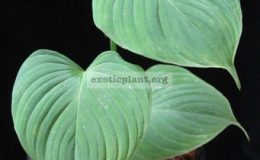 Philodendron-sp-S01-12