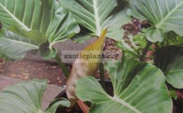 Philodendron-sp.T01