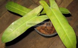 Philodendron-sp.T03-P.-Santa-leopoldiana-