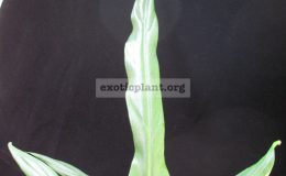 Philodendron-sp.T11