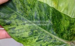 Philodendron-sp.T13-cruentum-variegated-45