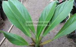 Philodendron-sp.T14-Madagascar