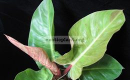 Philodendron-sp.T16-Sunlight-red-splash