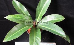 Philodendron-sp.T17