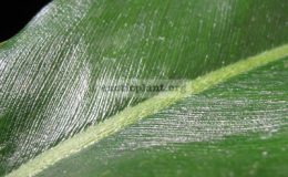 Philodendron-sp.T18-pig-skin-