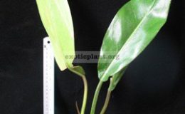 Philodendron-sp.T18-pig-skin