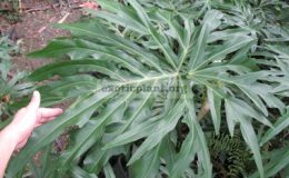 Philodendron-sp.T22-взрослый-лист-