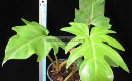 Philodendron-sp.T22-ювенильный-лист-