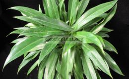Philodendron-sp.T23