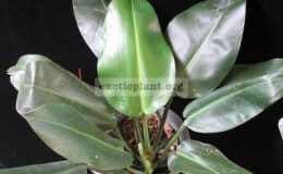Philodendron-sp.T25