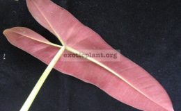 Philodendron-sp.T27-