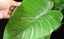 Philodendron-sp.T30-1800-