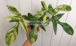 Philodendron-squamiferum-Magic-Mask-30