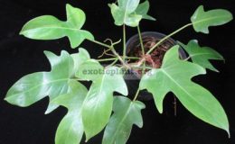 Philodendron-squamiferum-small-leaf-750-