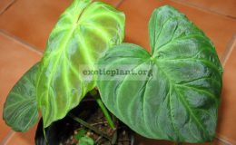 Philodendron-verrucosum