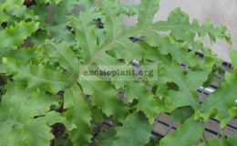 Phlebodium-aureum-Mandaianum