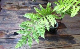 Phlebodium-aureum-cv.-Special-Mandaianum-38